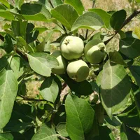 باغ سنددار۱۷۰۰متر در منطقه سامان شوراب امامیه|فروش زمین و ملک کلنگی|شهرکرد, |دیوار