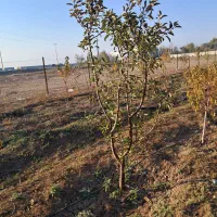 باغ|فروش زمین و ملک کلنگی|نمین, |دیوار