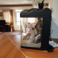 آکواریوم آب شور و شیرین|ماهی|مشهد, تربیت (صدف)|دیوار