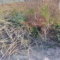 هرس ودرختکاری