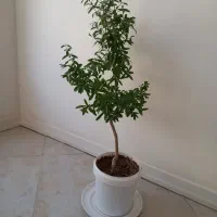 درخچه بونسای|گل و گیاه طبیعی|کرج, باغستان|دیوار
