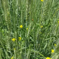 فروش۱۰۰۰متر زمین در شهرستان کوار مناسب باغ شهری