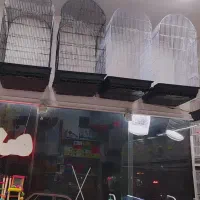 پرنده فروشی قفس عروس هلندی فنچ مرغ عشق|پرنده|مشهد, شهرک بهارستان|دیوار