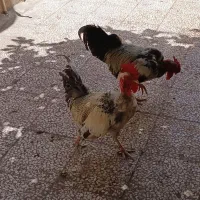 خروس گردن لخت