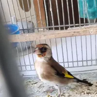 سهره چهارگل و سهره خاکی|پرنده|مشهد, پورسینا|دیوار