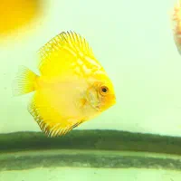 انواع نژاد دیسکس