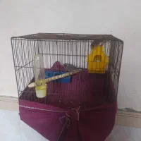 فنچ|پرنده|گهواره, |دیوار