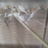 عروس هلندی مولد