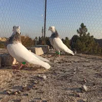 کشکیله|پرنده|سبزوار, فرهنگیان|دیوار