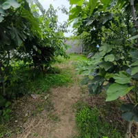 فروش زمین ۶۸۳ متری|فروش زمین و ملک کلنگی|آستارا, |دیوار