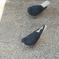 کبوتر گلچین شده