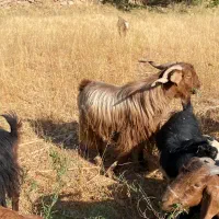 نری تخم بسیار خوش سو