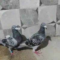 کبوتر المانی