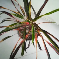 سنگ عتیقه|کلکسیون اشیاء عتیقه|بروجرد, |دیوار