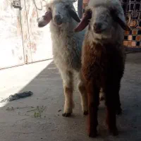 بره عربی چاق چاق