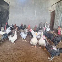 مرغ تخم گذار|حیوانات مزرعه|ورزنه, |دیوار