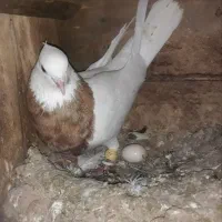 جفت دم سفید و جفت طوقی زرد خال دار|پرنده|اهواز, اسلام آباد غربی|دیوار