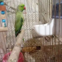طوطی ملنگو نر مست|پرنده|تربت جام, مطهری|دیوار