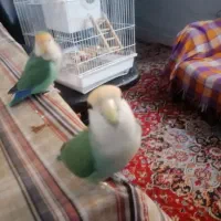 مژدگانی برای یابنده طوطی برزیلی کوتوله