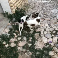 فروش سگ نژاد دار|سگ|شیراز, شهرک جماران|دیوار