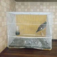 مینا سخنگو|پرنده|مشهد, فدک|دیوار