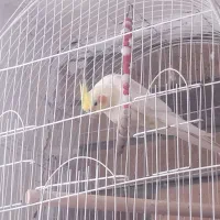 عروس هلندی3عدد...دوعددنر و یک ماده