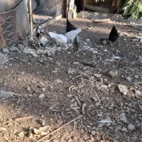 مروغ و خروس|حیوانات مزرعه|قرچک, مهدیه|دیوار