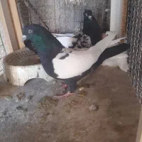 جفت سینه سیاه