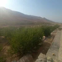 باغ ۵۰۰۰متری کرمجگان|فروش زمین و ملک کلنگی|قم, بکایی|دیوار
