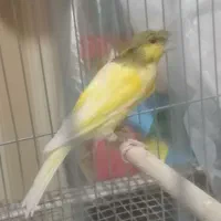 قناری نر ابلق طلایی|پرنده|ششده و قره بلاغ, |دیوار