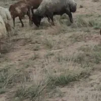 یک عدد قوچ افشار|حیوانات مزرعه|سبزوار, امیریه|دیوار