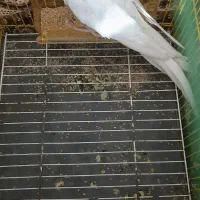 عروس هلندی آلبینو