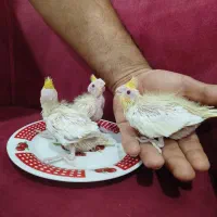 جوجه عروس هلندی