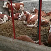 گوساله سیمنتال و گیلدورگ در کرمان