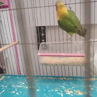 طوطی برزیلی سالم سرحال مطالق عکس|پرنده|رشت, شهرک شهید رجایی|دیوار