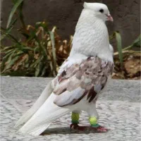 پشت