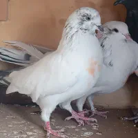 کبوتر پرشی کار درست به شرط|پرنده|نجف‌آباد, یزدانشهر|دیوار