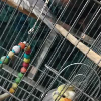 عروس هلندی نر و ماده جفت به شرط تخم گذاری