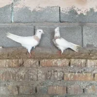 طوقی|پرنده|جیرفت, |دیوار