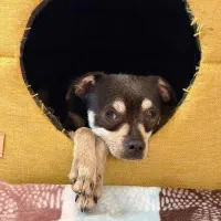 واگذاری سگ شیواوا