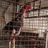 بخاطرزبادشدن جوجه هام
