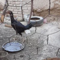 مرغ لاری