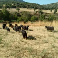 ۲۰ سر بزو و بزغاله گوشتی کوهستانی فوربانی|حیوانات مزرعه|مریوان, |دیوار