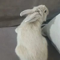خرگوش جرسی ۳ ماهه ماده|موش و خرگوش|نیشابور, شهید جعفری|دیوار