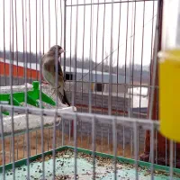 سهره|پرنده|قره چای, |دیوار