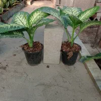 گلهای شاداب زیبا