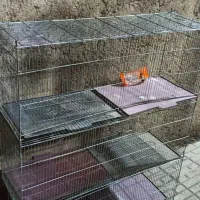 قفس پرنده|لوازم جانبی حیوانات|جوانرود, |دیوار