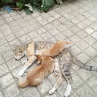 واگذاری پنج بچه گربه