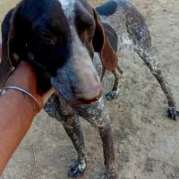 سگ دنبلان یاب حرفه ای حرف گوش کن واقعی بیاد|سگ|گلی داغ, |دیوار