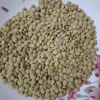 عدس درجه یک از این بهتر وجود نداره به